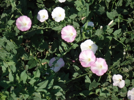   (Convolvulus arvensis L.), , .