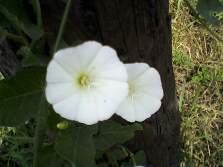   (Convolvulus arvensis L.), , .