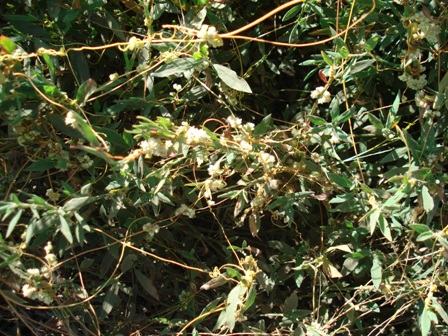   (Cuscuta campestris),  ,  .