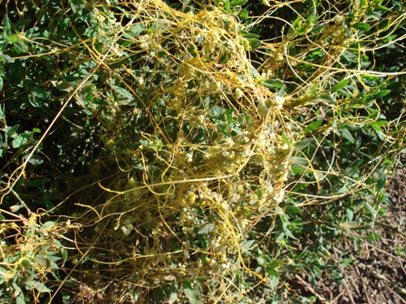   (Cuscuta campestris),  ,  .