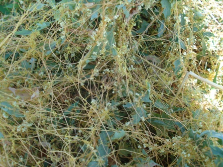   (Cuscuta campestris),  ,  .