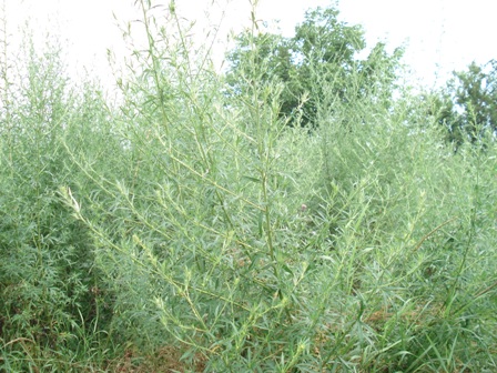   (Artemisia vulgaris), .