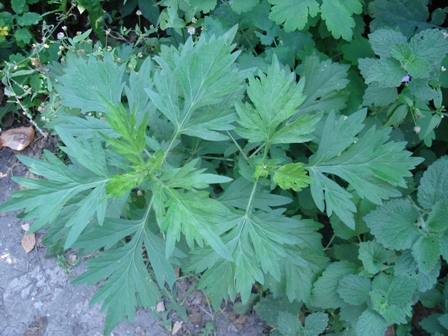   (Artemisia vulgaris), .