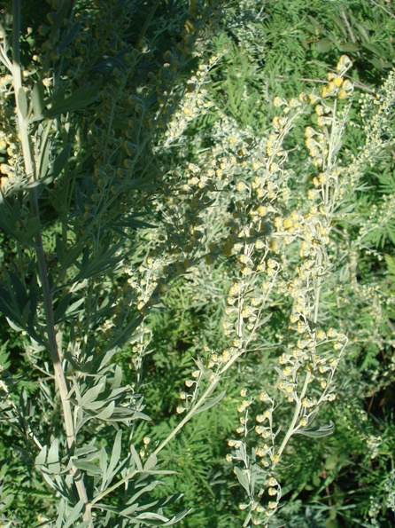   (Artemisia absinthium L.)..