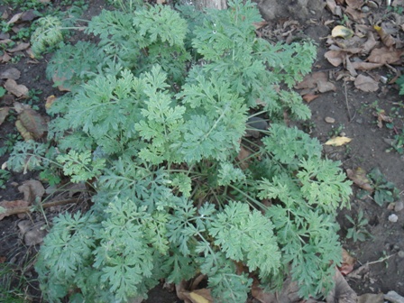   (Artemisia absinthium L.)..