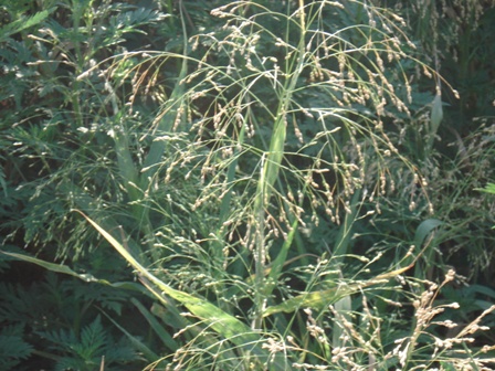   (Panicum capillare) 