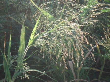   (Panicum capillare) 