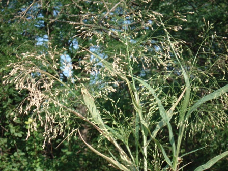   (Panicum capillare) 