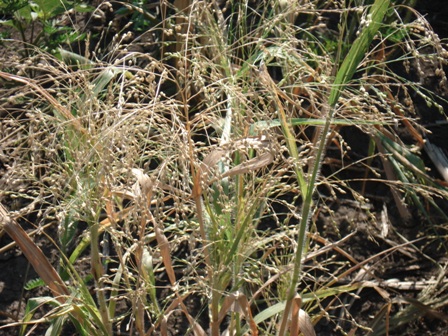   (Panicum capillare) 