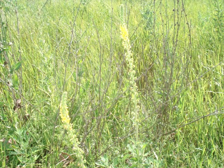   (Agrimonia eupatoria),  ,  ,  .