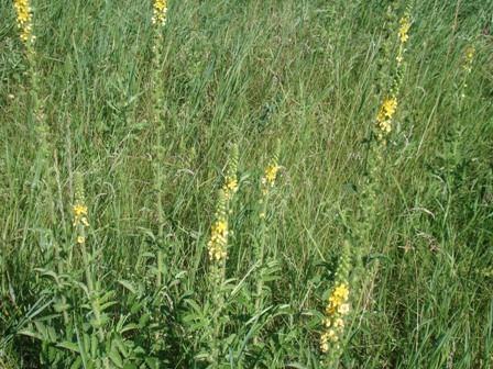   (Agrimonia eupatoria),  ,  ,  .