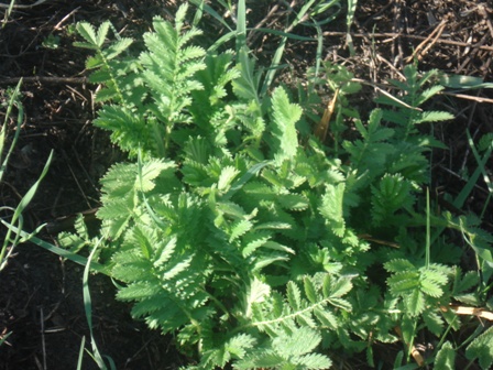   (Agrimonia eupatoria),  ,  ,  .