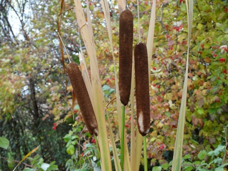   (Typha latifolia) 