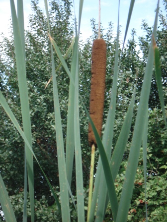   (Typha latifolia) 