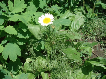   (Matricaria inodora) 