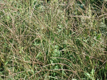   (Digitaria sanginalis),   (Digitaria ischaemus) 