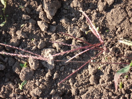   (Digitaria sanginalis),   (Digitaria ischaemus) 