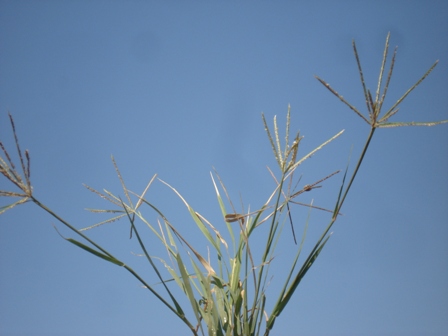   (Cynodon dactylon L.),  ,   