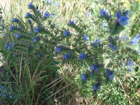  (Echium vulgare L.),  ..