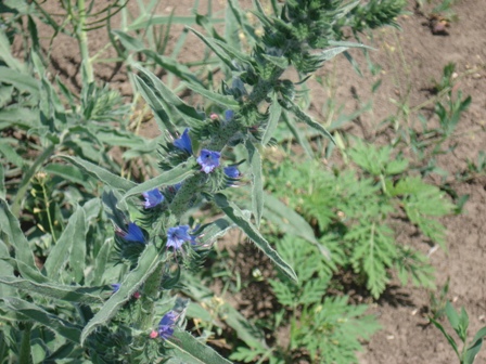  (Echium vulgare L.),  ..