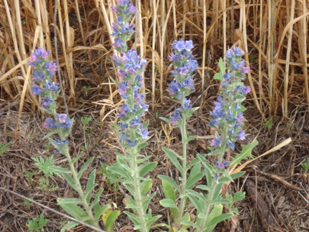  (Echium vulgare L.),  ..