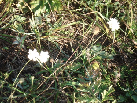  - (Scabiosa ochroleuca) 