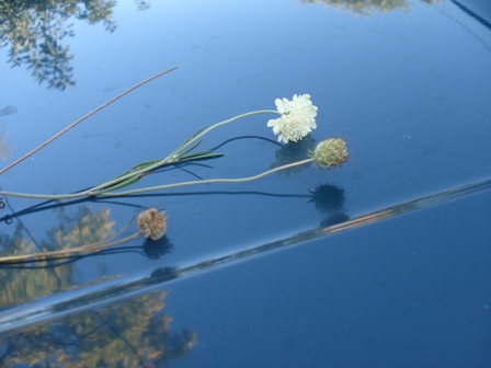  - (Scabiosa ochroleuca) 