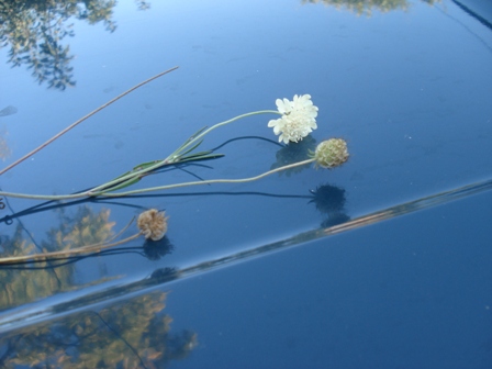  - (Scabiosa ochroleuca) 