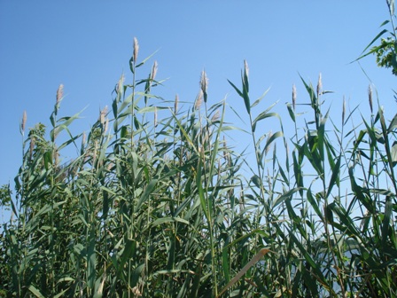   (Phragmites communes).