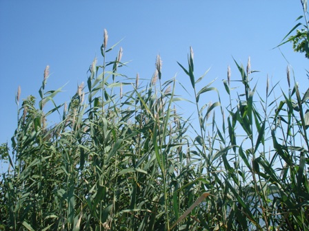   (Phragmites communes).