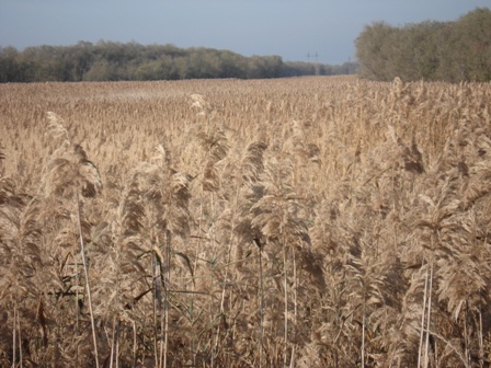   (Phragmites communes).