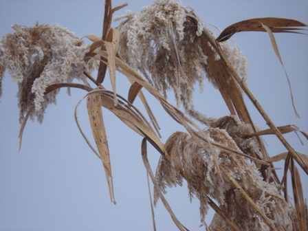   (Phragmites communes).