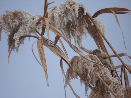   (Phragmites communes).