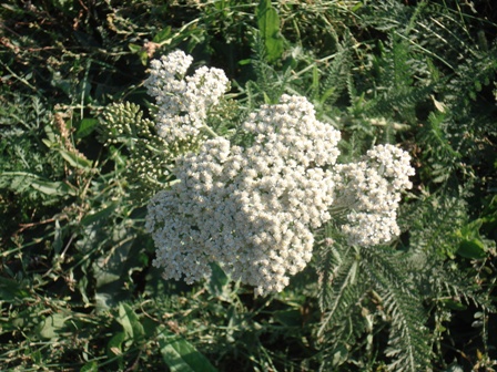   (Achillea millefolium L.).