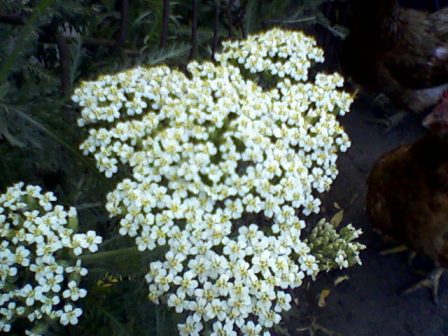   (Achillea millefolium L.).