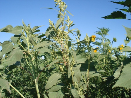   (yclachaena Xanthifolia),  ,  ,  .