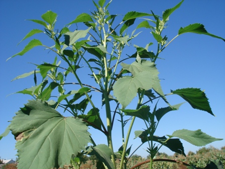   (yclachaena Xanthifolia),  ,  ,  .