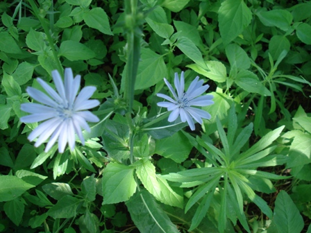   (ichorium intybus L.),  .