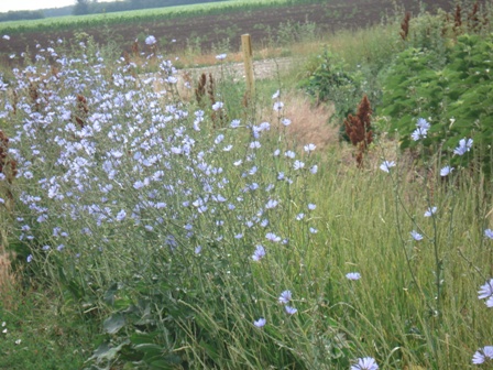  (ichorium intybus L.),  .
