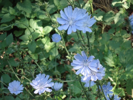   (ichorium intybus L.),  .