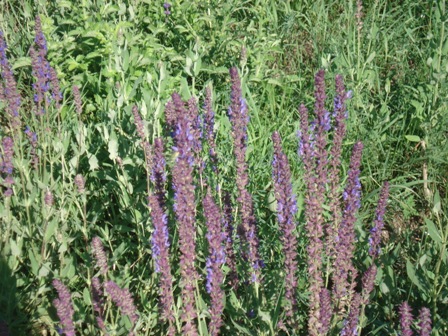   (Salvia officinalis) 