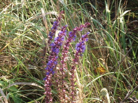   (Salvia officinalis) 