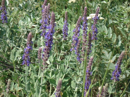   (Salvia officinalis) 