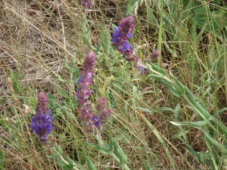   (Salvia officinalis) 