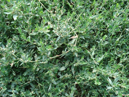   (Polygonum aviculare L.), ,  ,  , - 