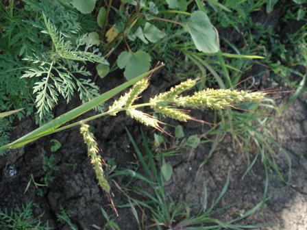   ,    (Echinochloa crusgalli) .