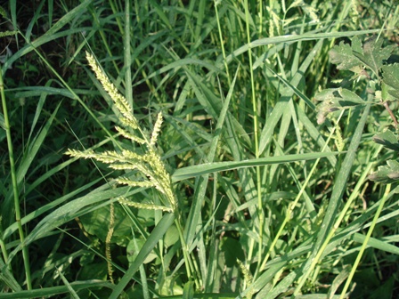   ,    (Echinochloa crusgalli) .