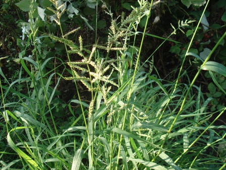   ,    (Echinochloa crusgalli) .