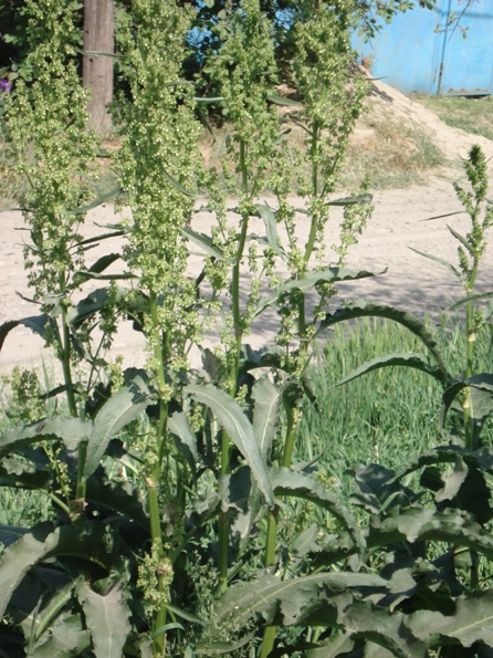   (Rumex cjnfertus),   