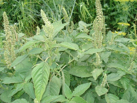  ,   (Amaranthus retroflexus),  , , ..